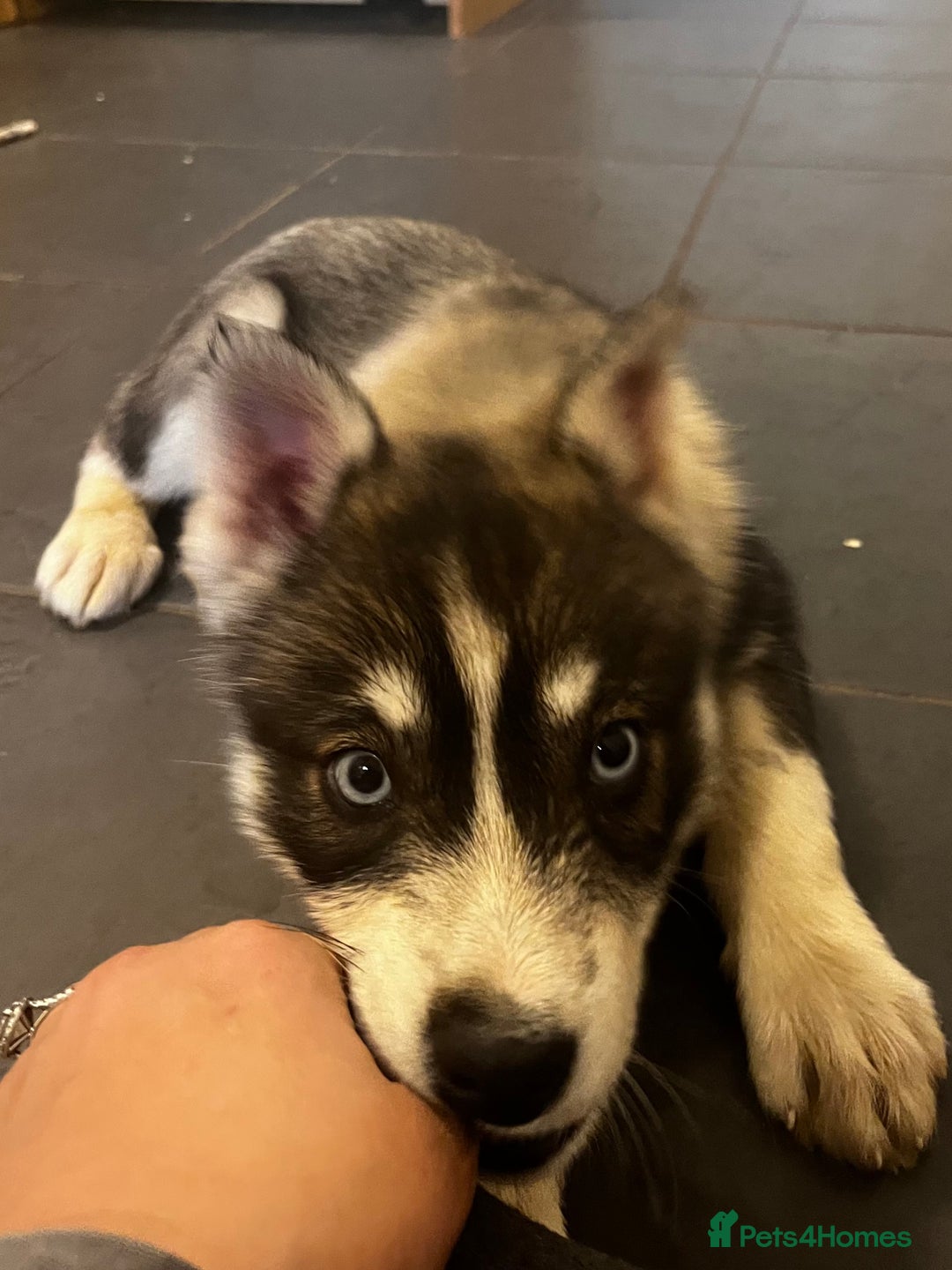 Siberian Husky dogs for sale: Stunning Husky Puppies - Advert 4
