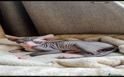 Sphynx cats for sale: Donskoy Sphynx Kittens - Image 26