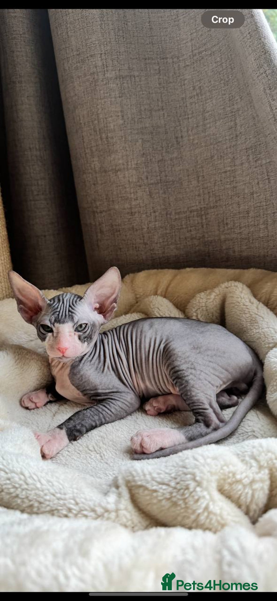 Sphynx cats for sale: Donskoy Sphynx Kittens - Image 26