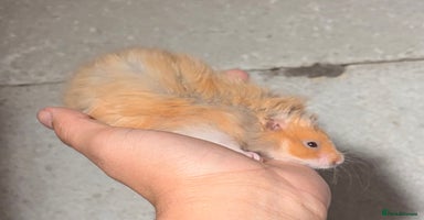 Hamster rodents - Advert 3