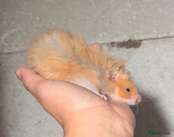 Hamster rodents - Advert 4