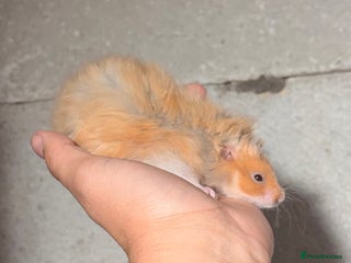 Hamster rodents - Advert 2