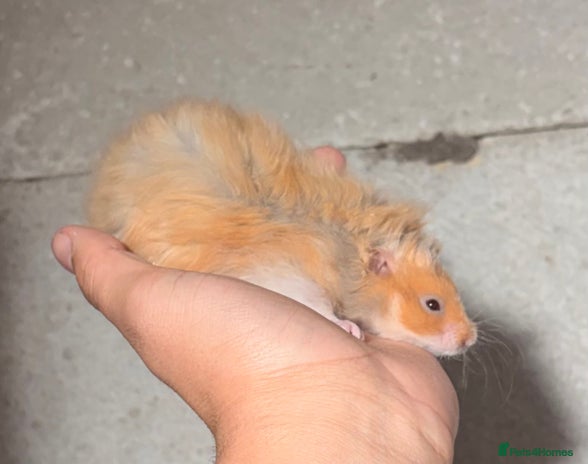 Hamster rodents - Advert 1