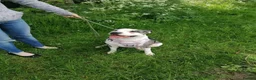 Mixed Breed dogs for adoption: ‼️ URGENT FOSTER NEEDED: LINA in Burton-on-Trent - Advert 13