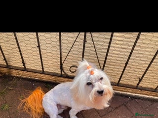 Maltese dogs in Coventry - Advert 15