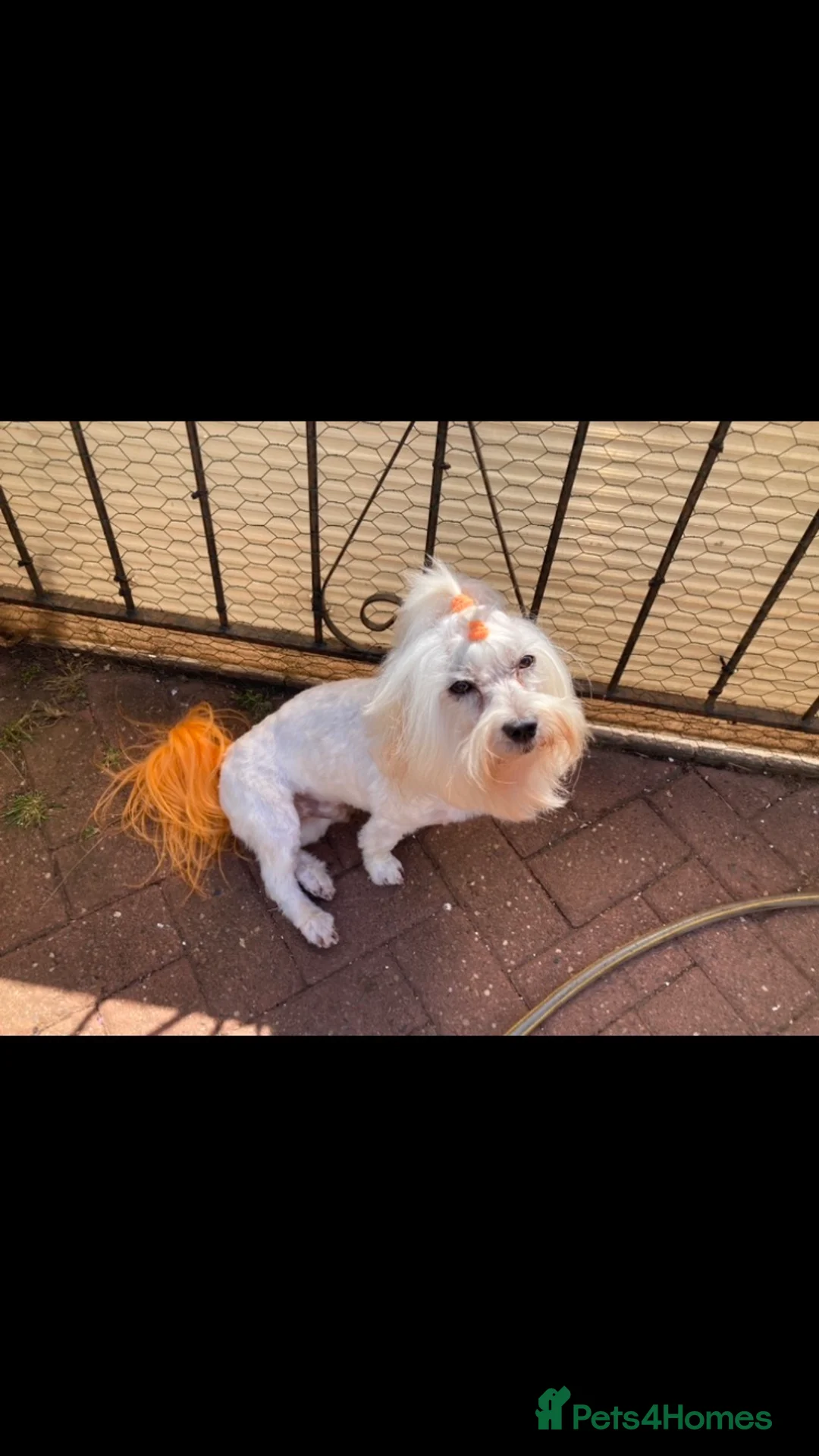 Maltese dogs for stud: Gorgeous Experienced Maltese Stud Dog in Coventry - Advert 1