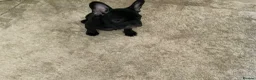 French Bulldog dogs for sale: KC registered adorable french bulldog boy  - Advert 17