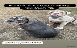 English Bulldog dogs for sale: English Bulldog pups - Image 16