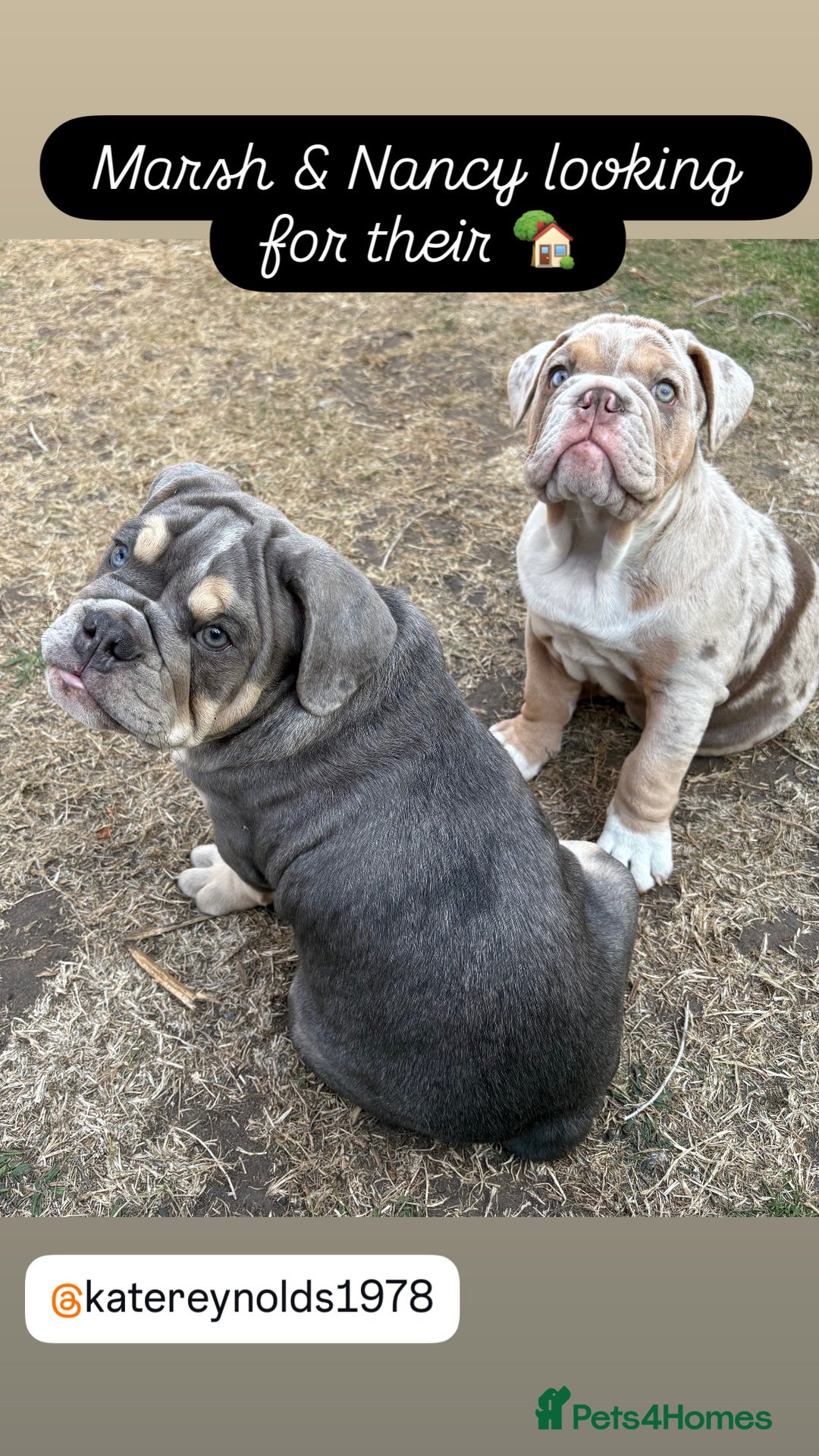 English Bulldog dogs for sale: English Bulldog pups - Image 16