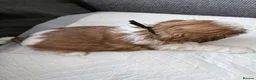 Shih Tzu dogs for sale: Shih Tzu  in Glasgow - Advert 10