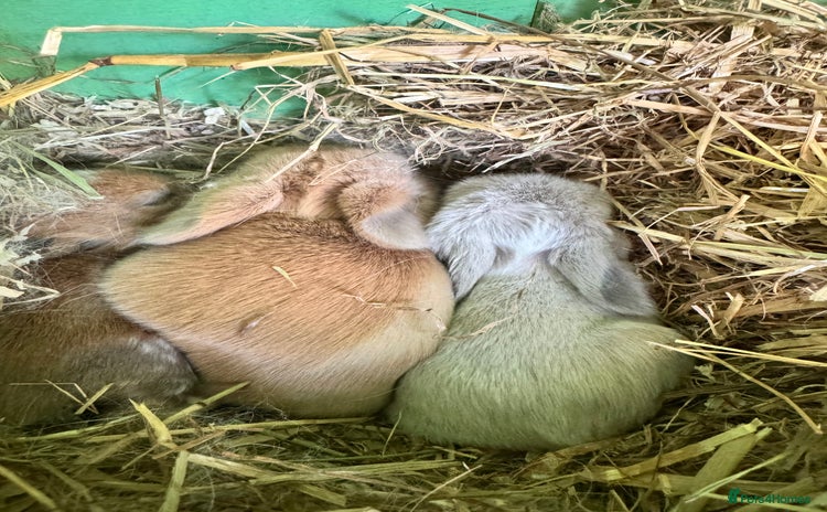 Mini Lop rabbits - Advert 14