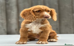 Cocker Spaniel dogs for sale: Cocker spaniel puppy’s  - Image 1