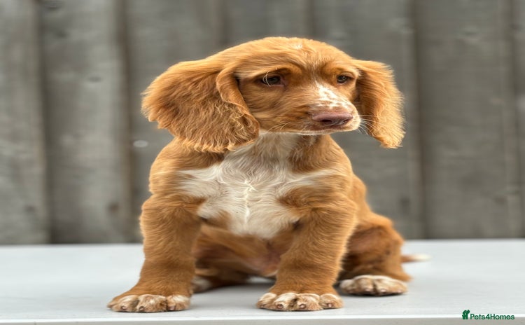 Cocker Spaniel dogs - Advert 2