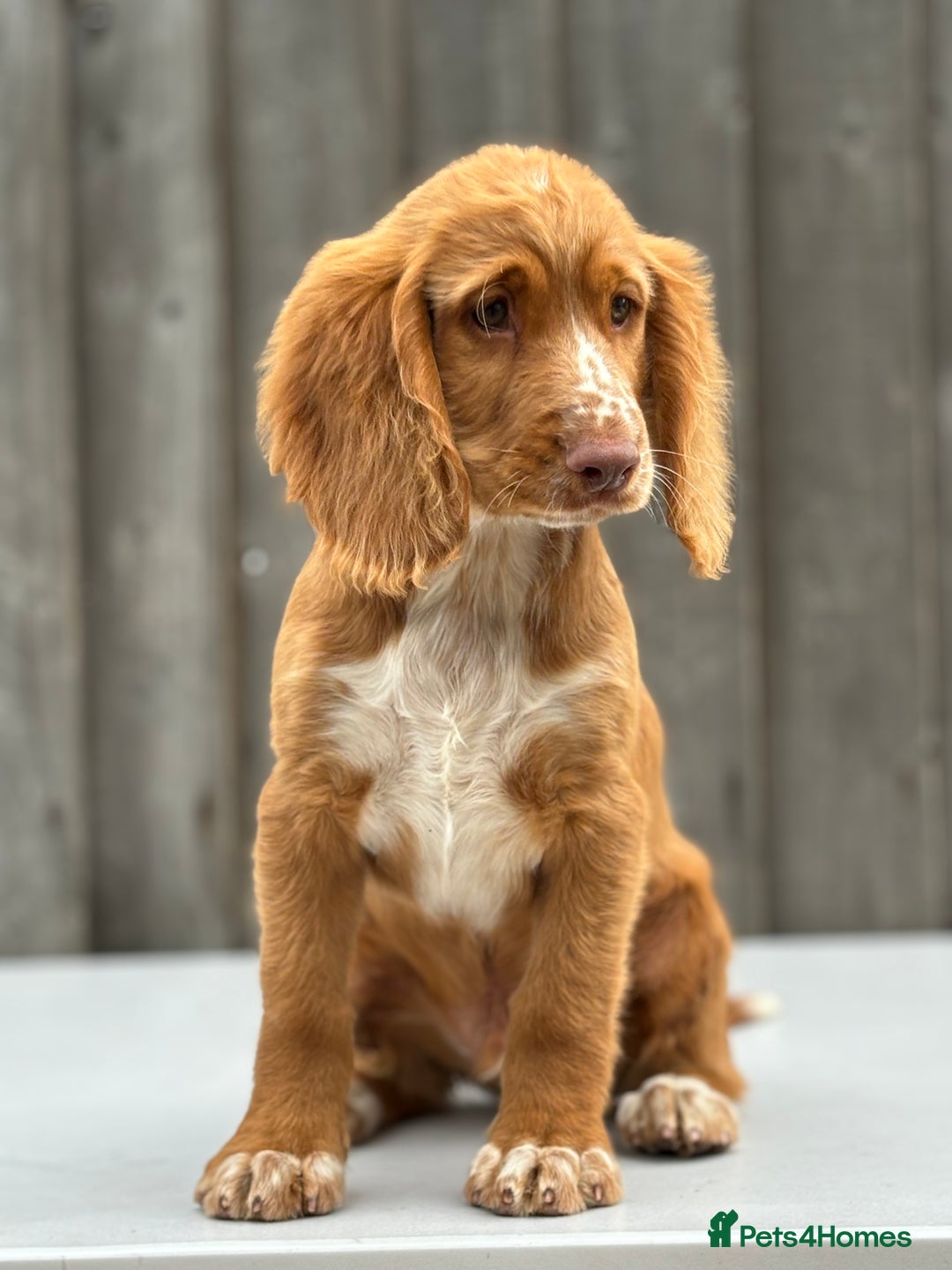 Cocker Spaniel dogs for sale: Cocker spaniel puppy’s  - Image 1