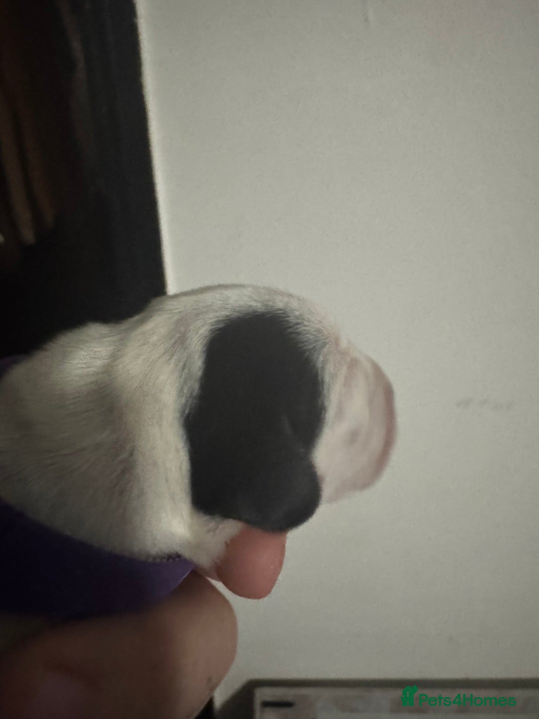 Dalmatian dogs for sale: KC Registered Dalmatian pups! - Advert 8