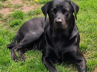 Labrador Retriever dogs Labrador Ret. 100%-success PROVEN KC/Health tested in Brecon - Advert 4