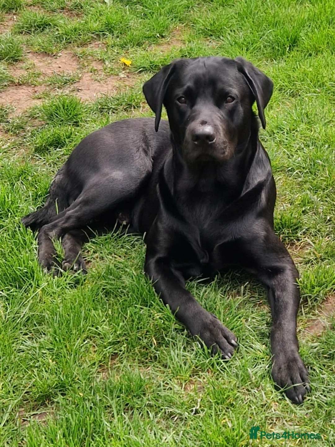 Labrador Retriever dogs for stud: Labrador Ret. 100%-success PROVEN KC/Health tested in Brecon - Advert 1