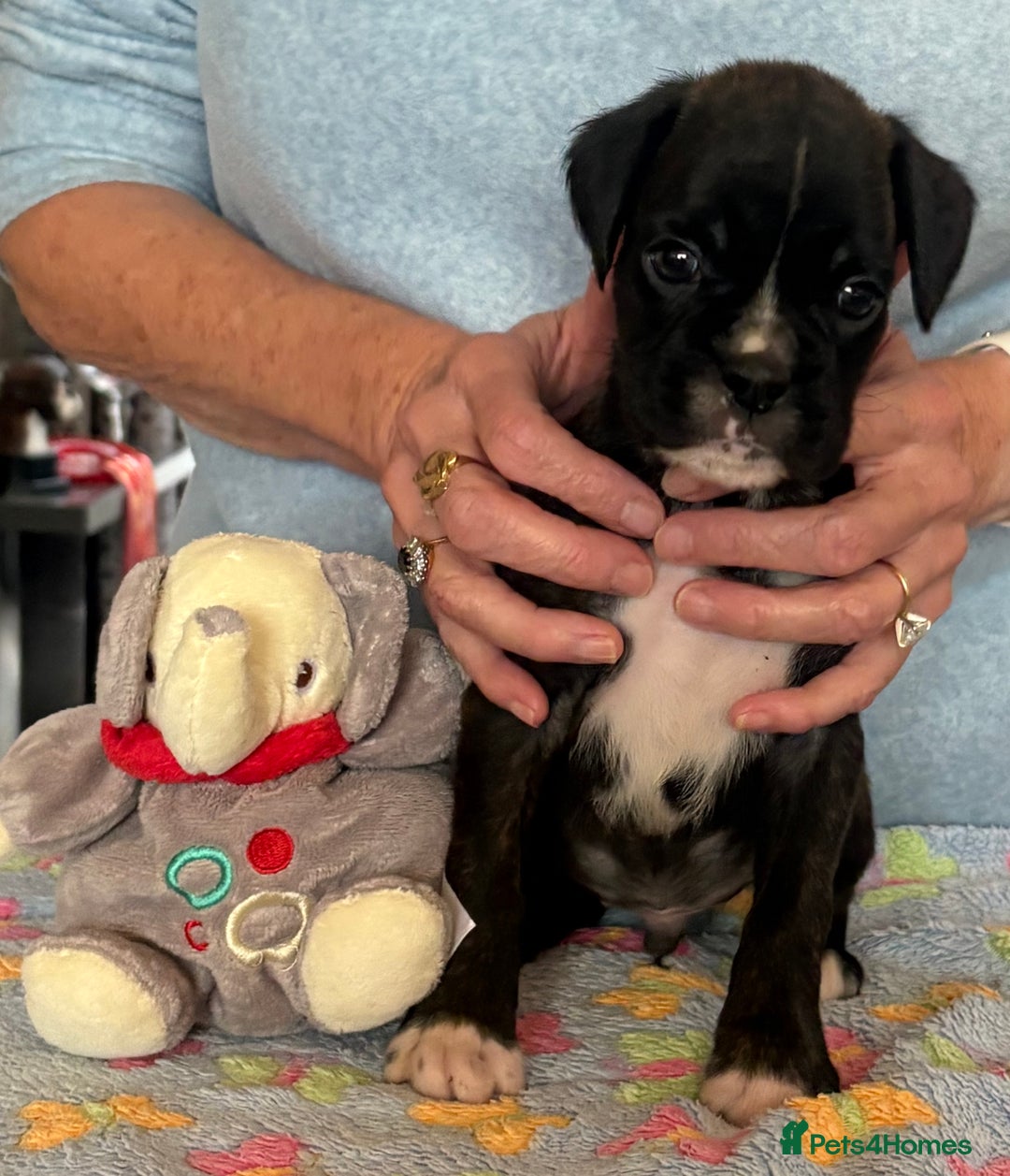 Boxer dogs for sale: Boxer Puppies form Top Winning Show Kennel - Image 1