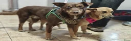 Mixed Breed dogs for adoption: 💙KAI & ❤️GERDA- Bonded And Simply Perfect in Oxford - Advert 9