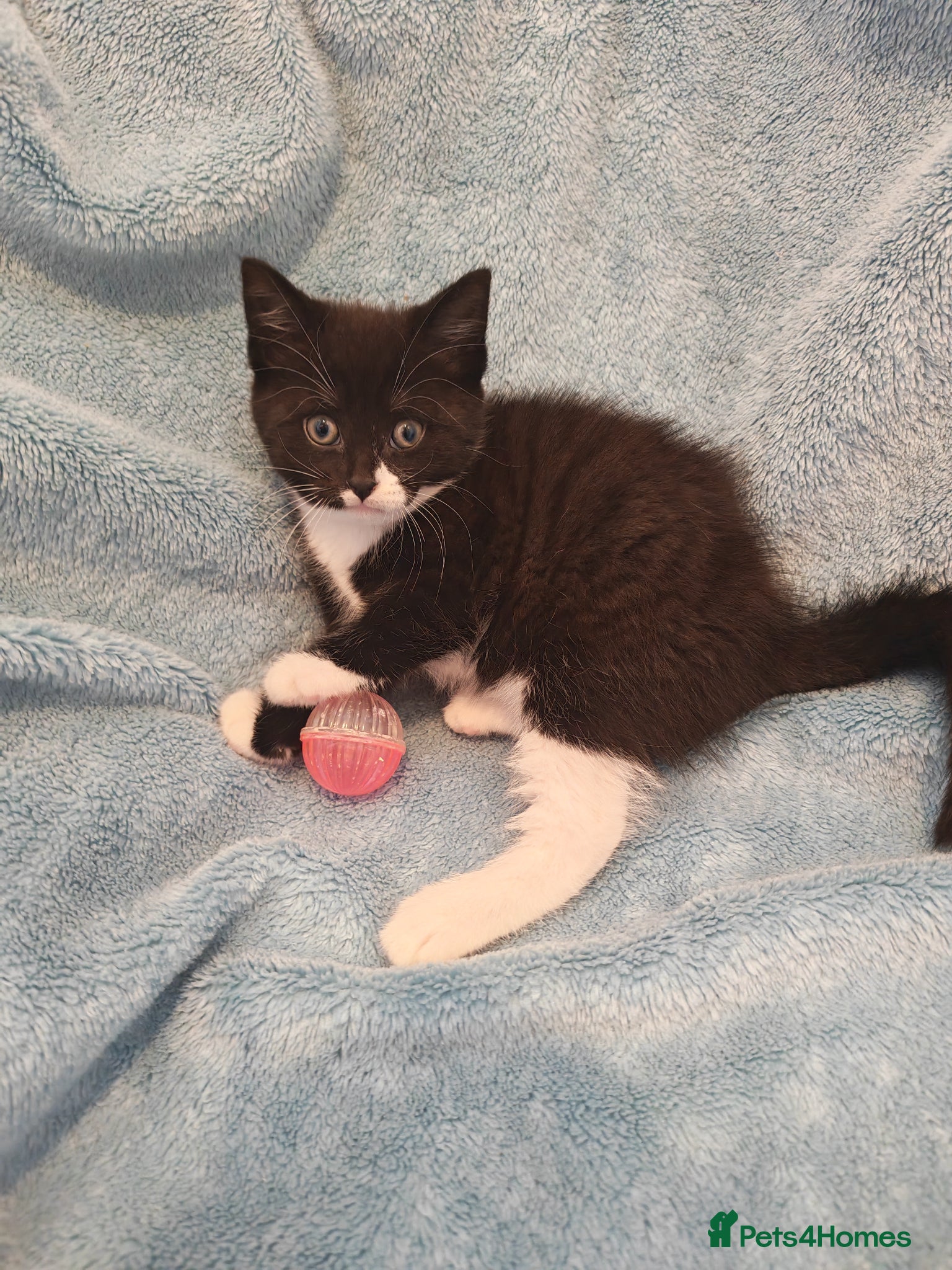 Mixed Breed cats MALE KITTENS VIDEOS - Advert 3