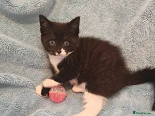 Mixed Breed cats MALE KITTENS VIDEOS - Advert 1