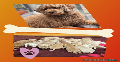 Australian Labradoodle dogs - Advert 4