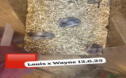 Hamster rodents for sale: Beautiful baby hamsters. Syrian and Russian Dwarf - Image 28