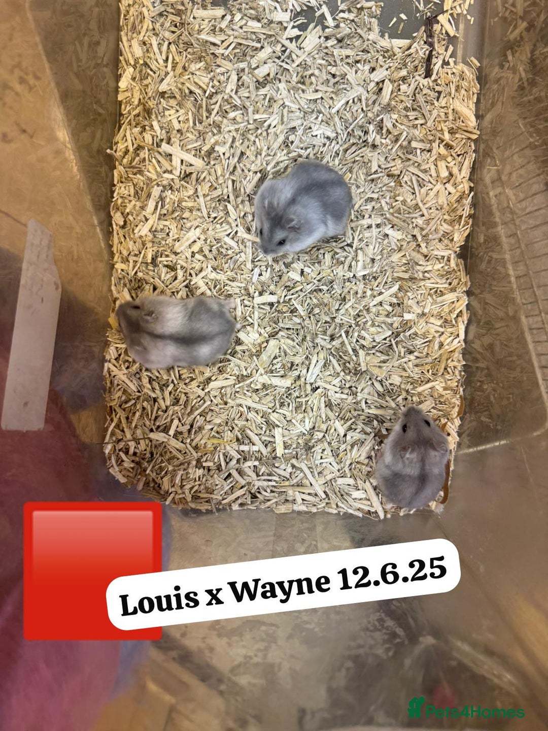 Hamster rodents for sale: Beautiful baby hamsters. Syrian and Russian Dwarf - Image 28