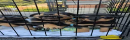 Rottweiler dogs for sale: Strong working line Rottweiler pups for sale in Dartford - Advert 28