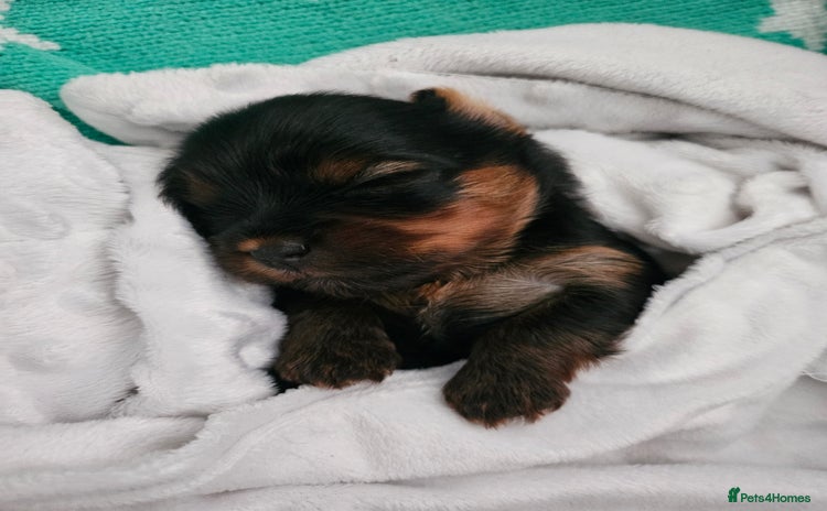 Yorkshire Terrier dogs - Advert 1