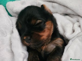 Yorkshire Terrier dogs - Advert 34