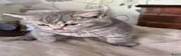 British Shorthair cats for sale: Male British short hair kitten - Advert 10