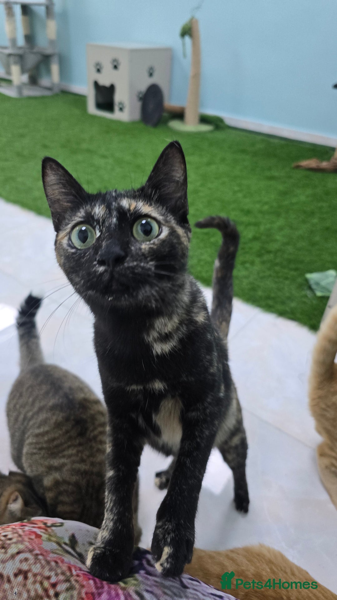 Mixed Breed cats for adoption: [Indoors Only] Lovely & affectionate Cuddlebugs - Image 18