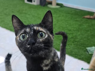 Mixed Breed cats - Advert 2