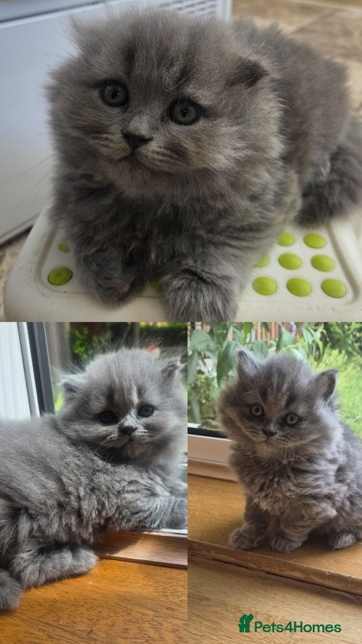 British Shorthair cats for sale: Kittens blue longhair boys and girl in Nottingham - Advert 1