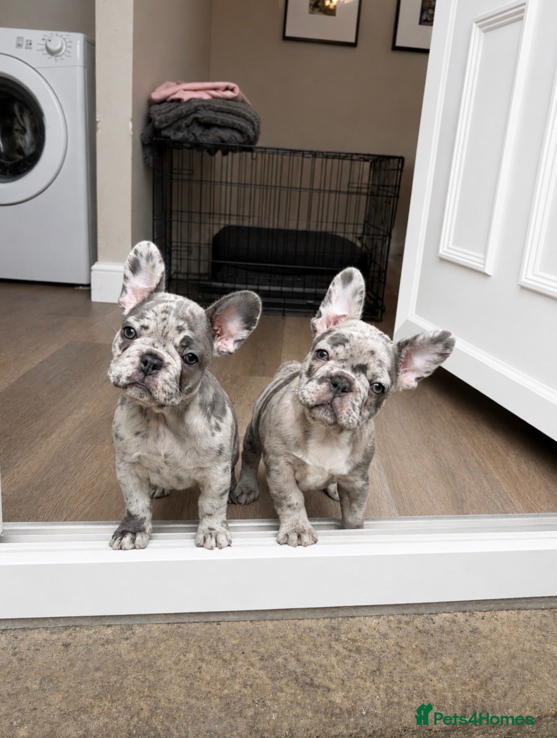 French Bulldog dogs 6 Adorable French Bulldog puppies - Advert 19