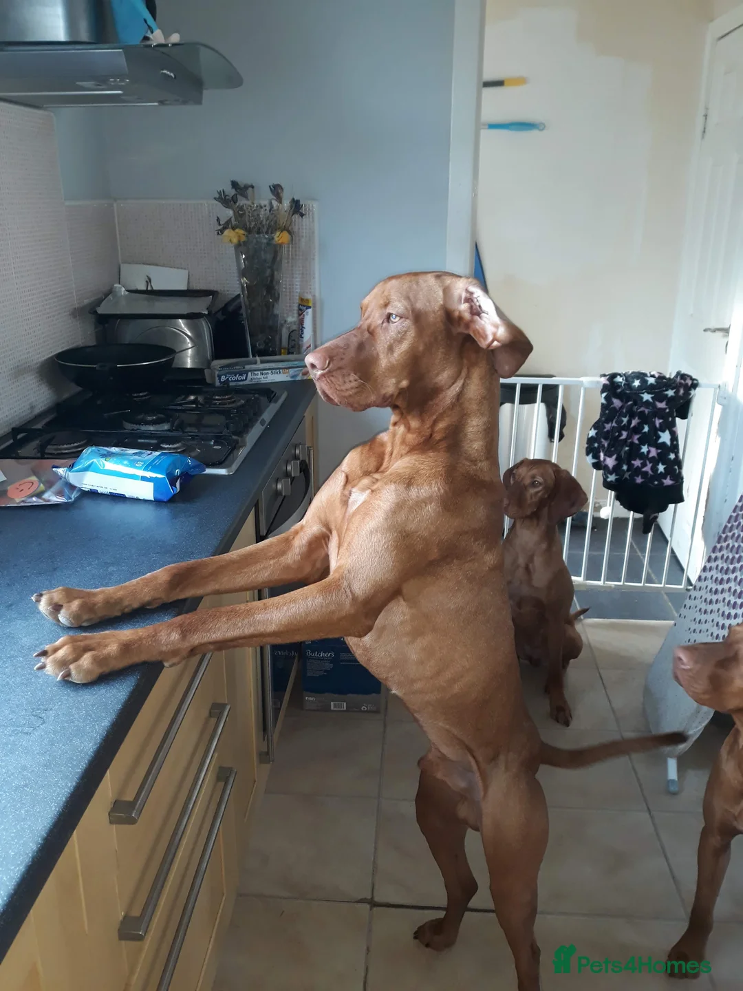Hungarian Vizsla dogs for stud: Mr David McKerron  - Advert 9