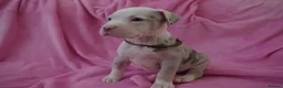 American Bulldog dogs for sale: Outstanding Merle American Bulldogs - Advert 22