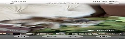 Exotic cats for sale: Exceptional show quality pure Exotic Kittens - Advert 7