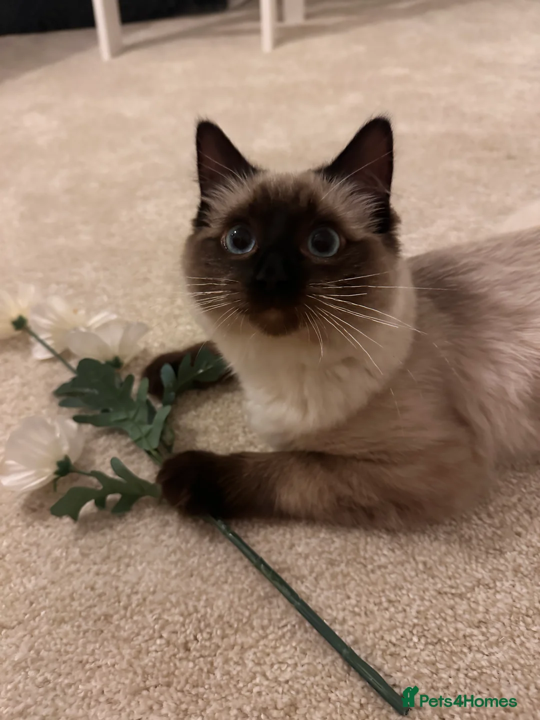 Ragdoll cats for sale: Ragdoll male.  in Sheffield - Advert 1