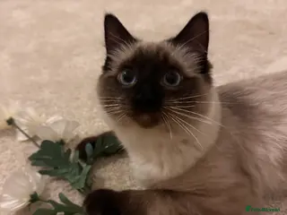 Ragdoll cats Ragdoll male. in Sheffield - Advert 1