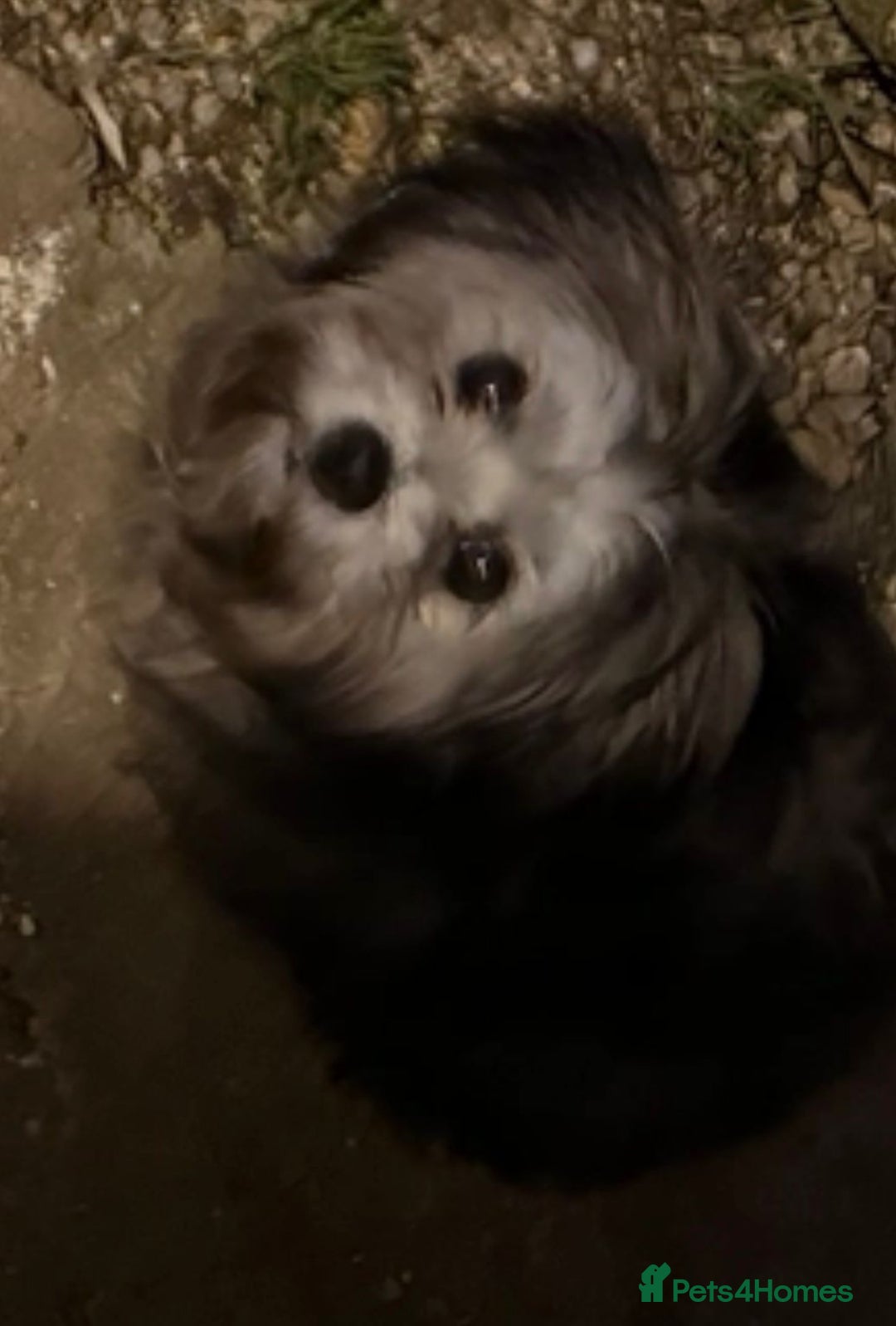 Mixed Breed dogs for sale: Rare SILVER 3/4 Asian Poodle puppies  - Image 7