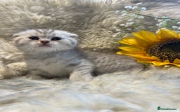 Scottish Fold cats for sale: Chocolate spotted Scottish kittens  - Image 11