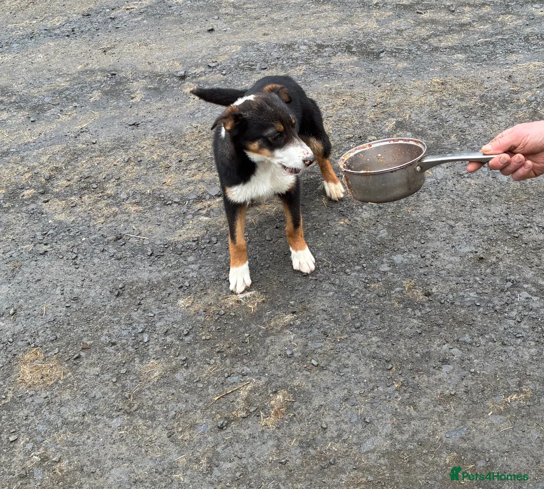 Mixed Breed dogs for sale: Collie boy pup  - Advert 2