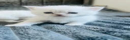 Scottish Fold cats for sale: Scottish fold and straight kittens - Advert 4