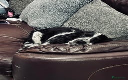 Cocker Spaniel dogs for sale: Beautiful cocker spaniel boys - Image 9