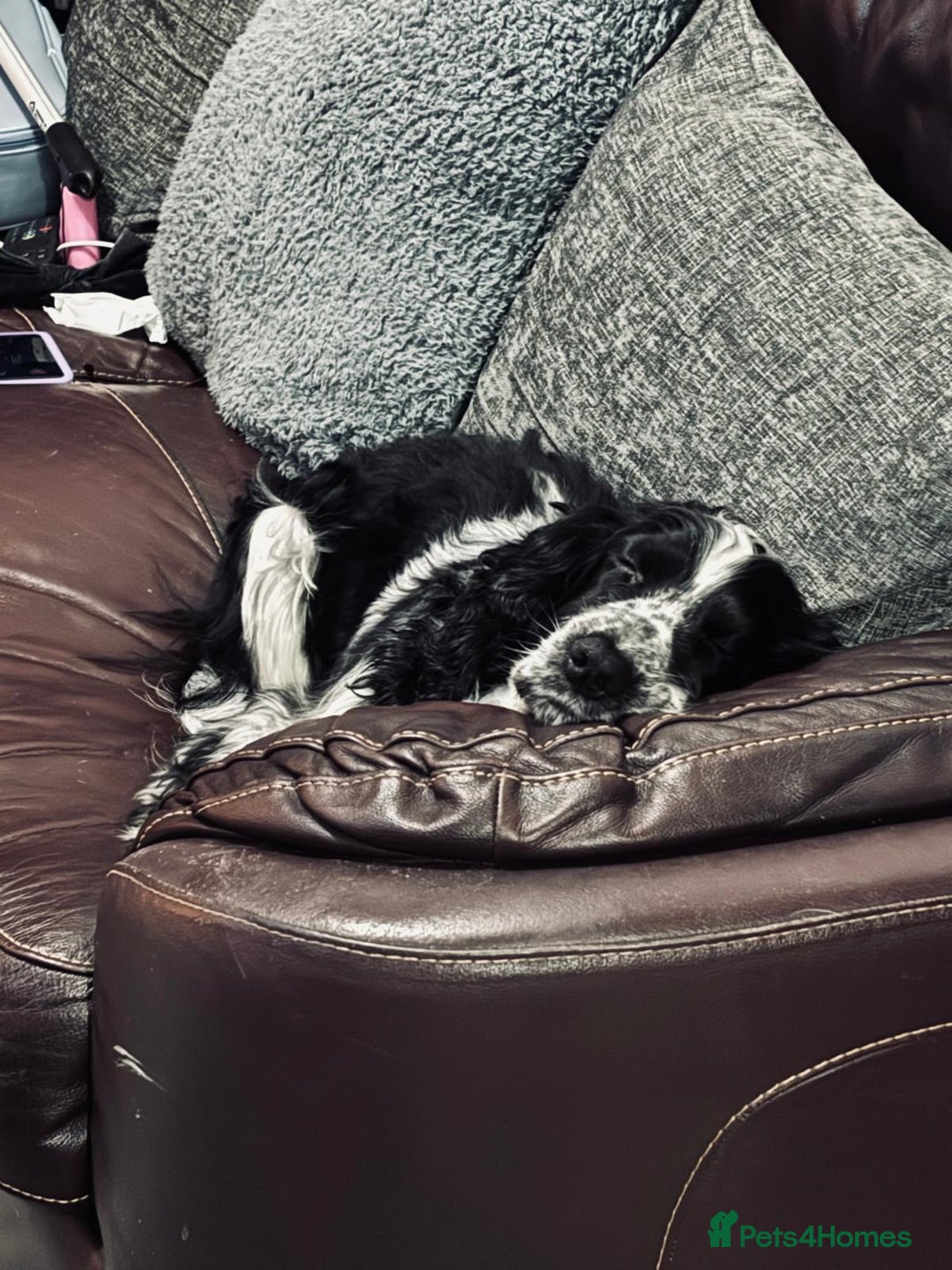 Cocker Spaniel dogs for sale: Beautiful cocker spaniel boys - Image 9