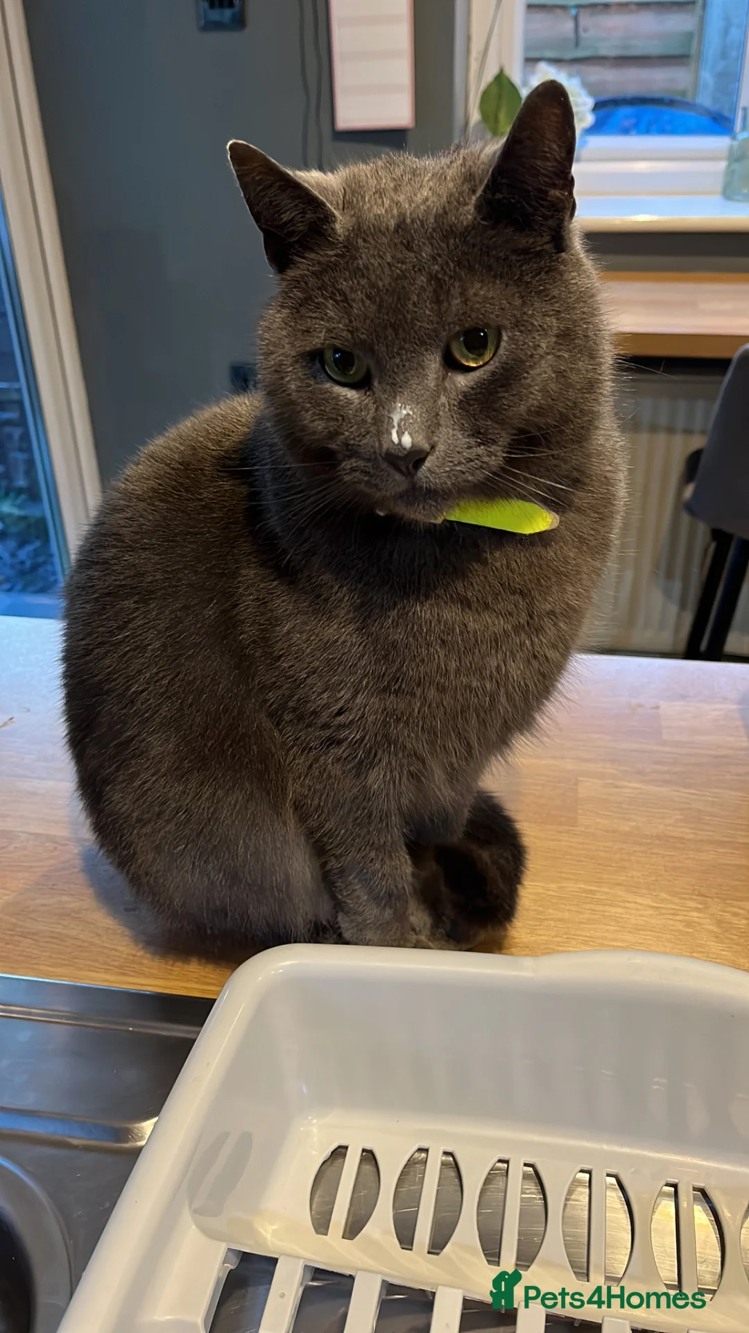 Mixed Breed cats for sale: Smokey 4 year old mixed Russian blue male in Burnley - Advert 1