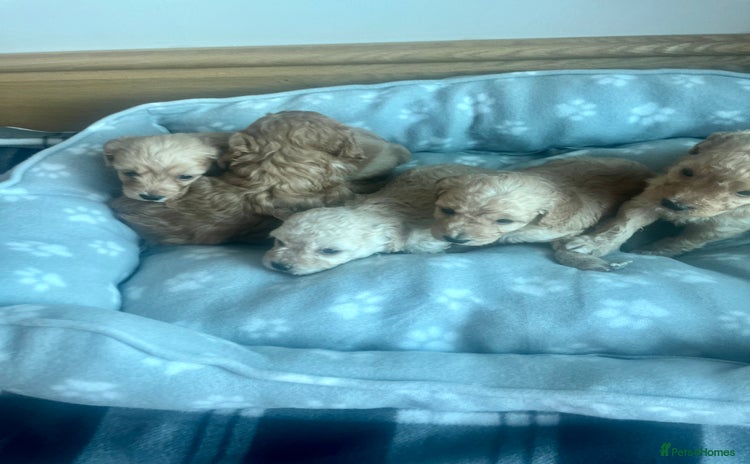 Cockapoo dogs - Advert 4