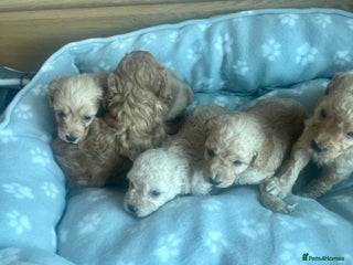 Cockapoo dogs - Advert 26